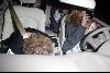 Бритни направляется в Беверли Хилзз, а Шон и Джейден в это время спять на заднем седении ее автомобиля