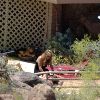 Бритни и Кевин отдыхают на своей арендованной вилле