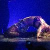 The Femme Fatale Tour в Сакраменто